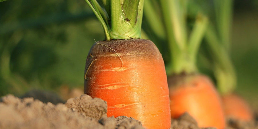 How to grow carrots