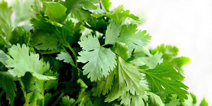 how to grow coriander