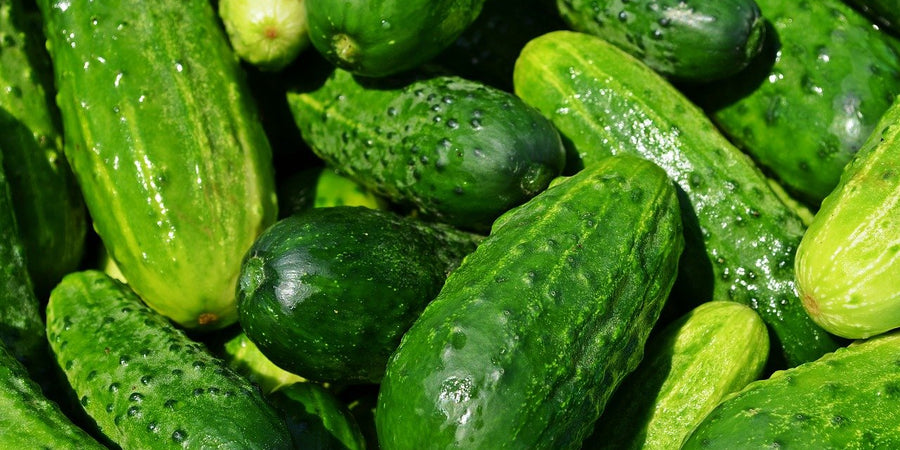 how to grow cucumber