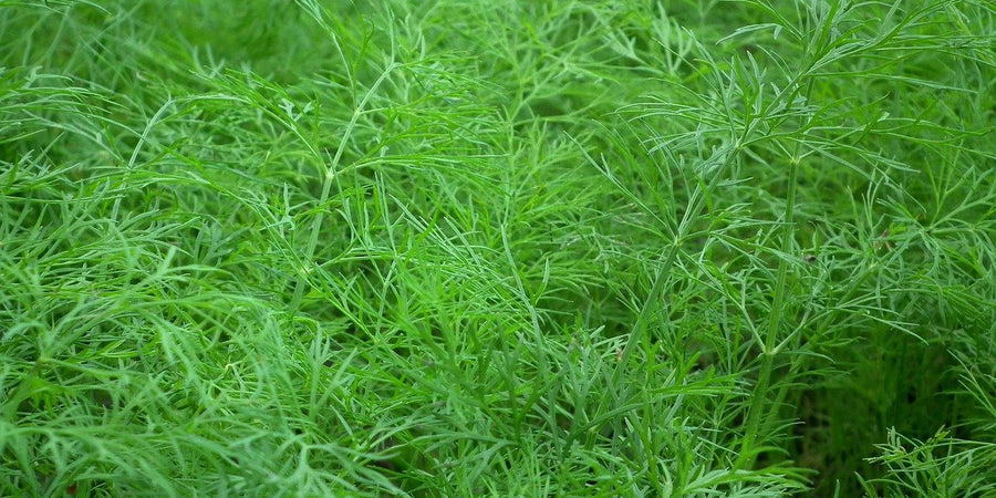 How to grow Dill