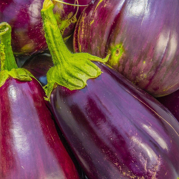 How To Grow Aubergines
