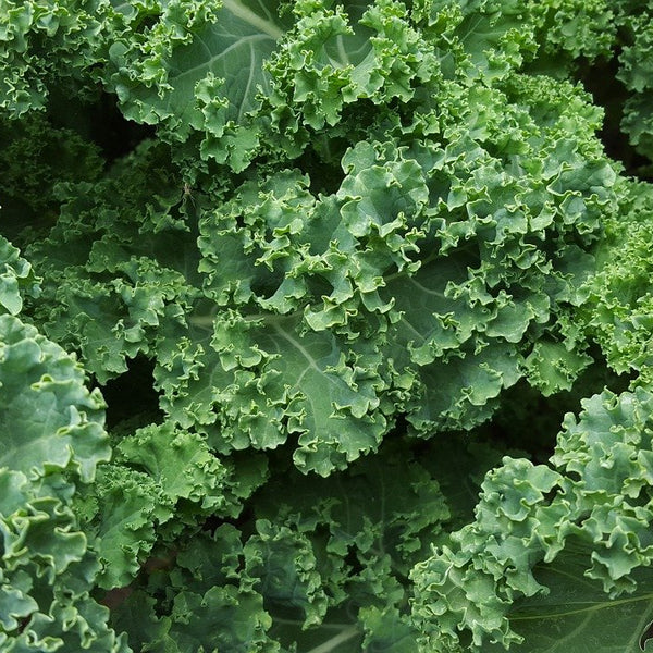 how to grow Kale
