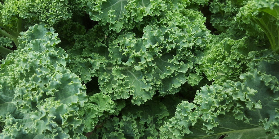 how to grow Kale