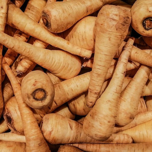 how to grow parsnip