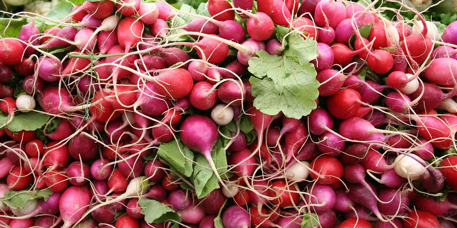 how to grow radish