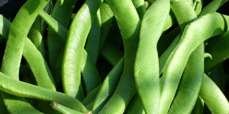 How To Grow Runner Beans