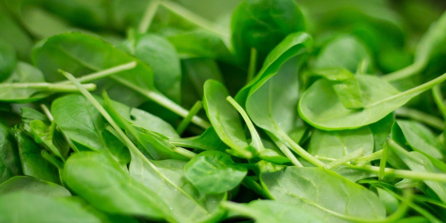 how to grow spinach