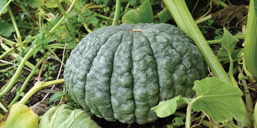 squash marina di chioggia vegetable seeds