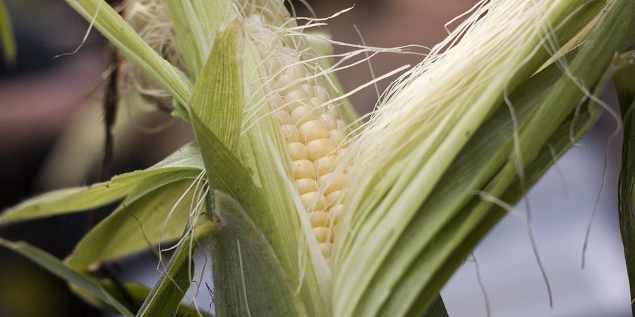 how to grow sweetcorn