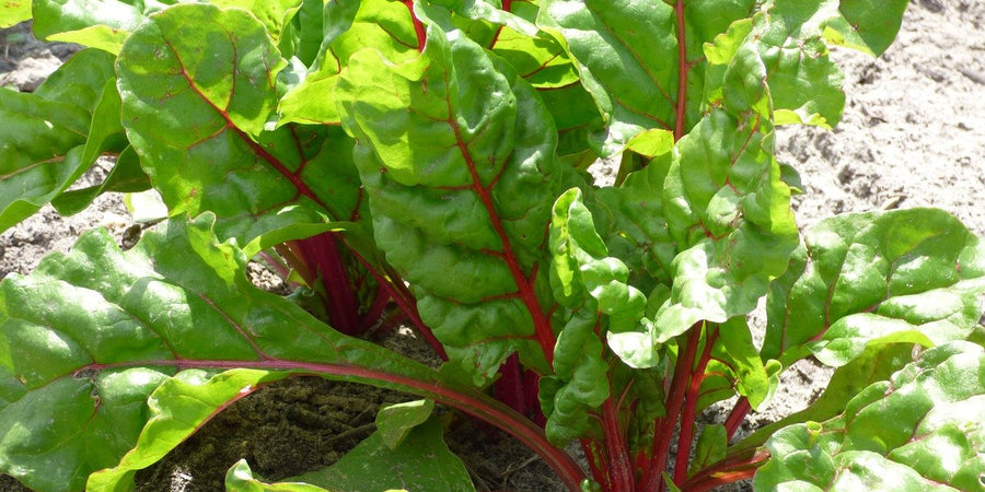 how to grow chard