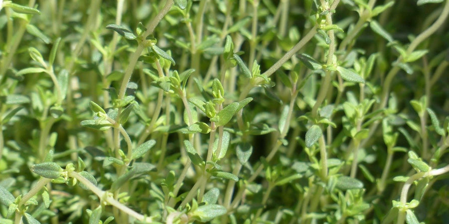 how to grow thyme