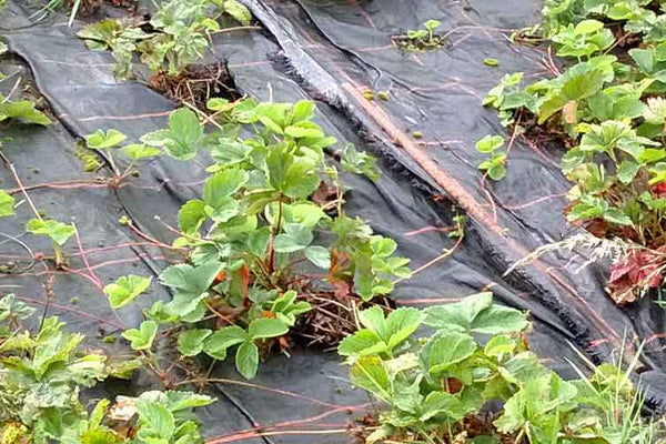 How To Improve Your Soil This Winter