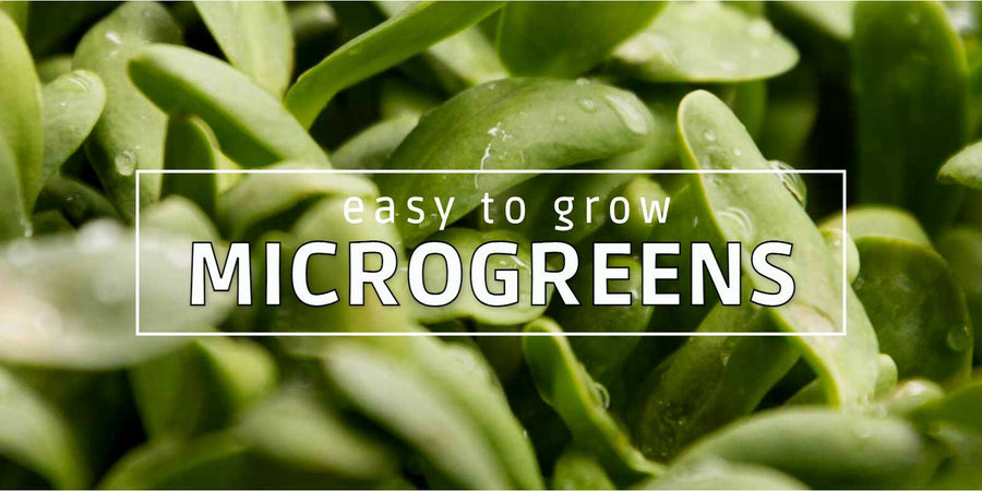 Microgreen growing made easy