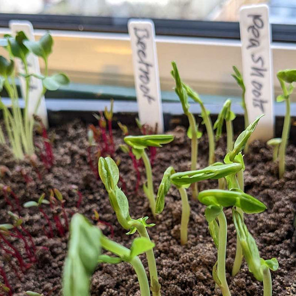 February Sowings & Advice