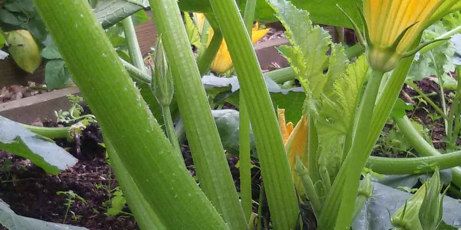 Should You Consider Crop Rotation For Your Vegetable Garden?