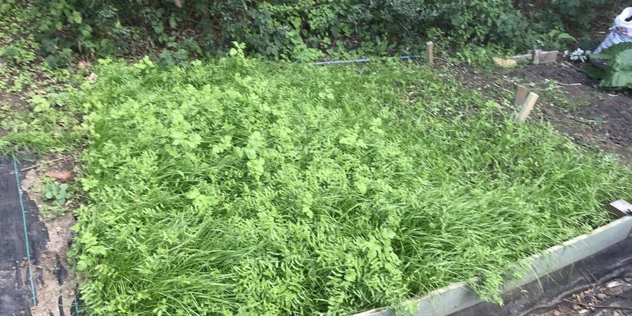 The Beginners Guide To Sowing & Growing Green Manure