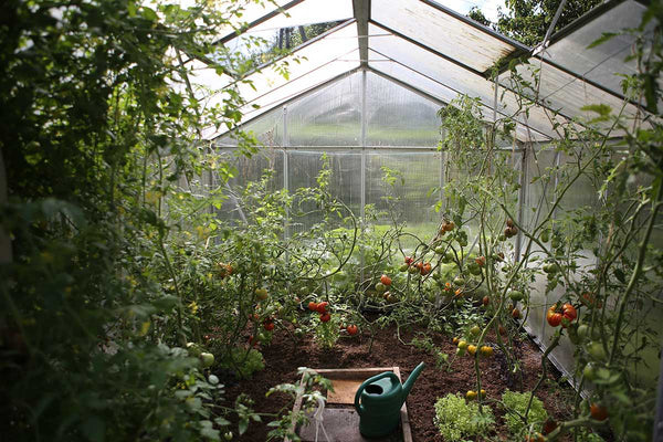 The Ultimate Guide To Tomato Companion Plants