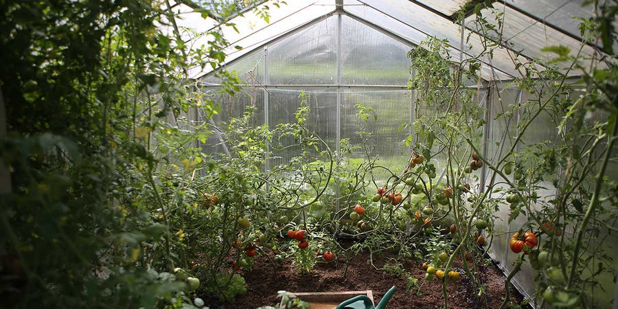 The Ultimate Guide To Tomato Companion Plants