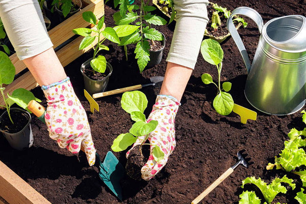 April Sowings & Advice