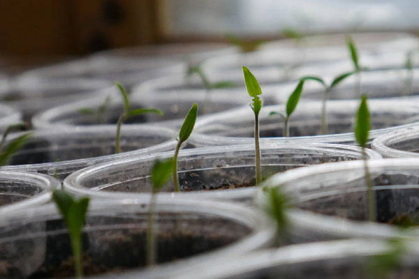 How to Care for Seedlings After Germination