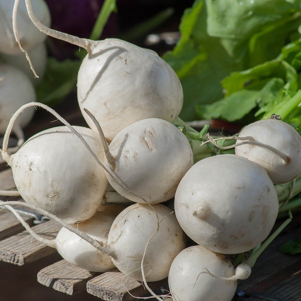 how to grow turnip