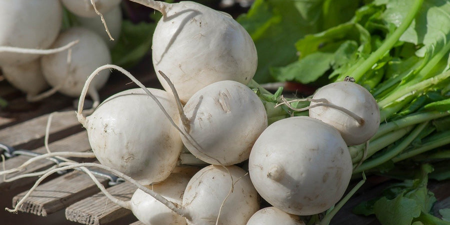 how to grow turnip