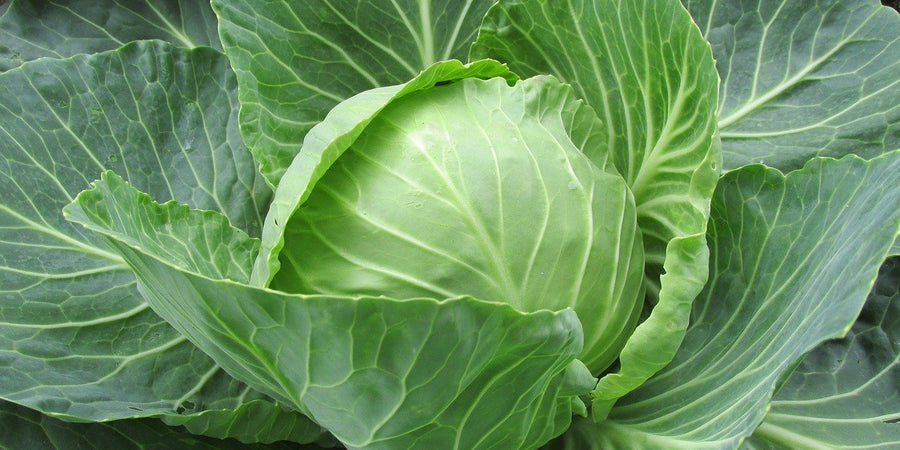 How to grow cabbages