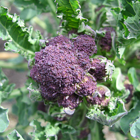 Broccoli/Calabrese Seeds