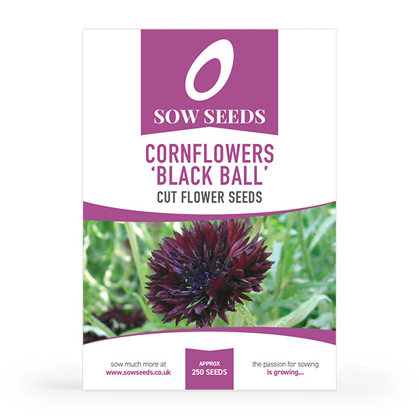 Cornflowers Black Ball Cut Flower Seeds