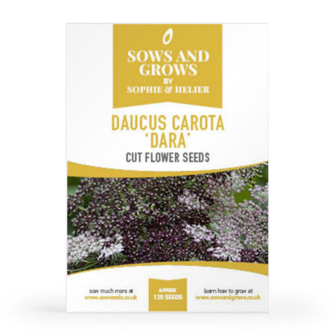 Daucus Carota 'Dara' Cut Flower Seeds