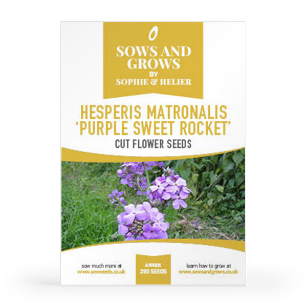 sweet rocket flower seeds Hesperis Matronalis 'Purple Sweet Rocket' Cut Flower Seeds