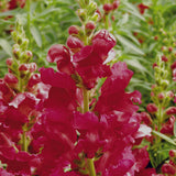 Antirrhinum Liberty Crimson Cut Flower Seeds