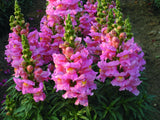 Antirrhinum Sonnet Pink Cut Flower Seeds