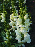 Antirrhinum Sonnet White Cut Flower Seeds