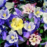 Aquilegia Caerulea 'Mckana Giant Hybrids' Cut Flower Seeds