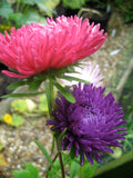 Aster Giant Princess Choice Mixed Cut Flower Seeds