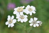 Achillea Ptarmica 'The Pearl' Cut Flower Seeds