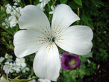 Agrostemma Githago Bianca Cut Flower Seeds