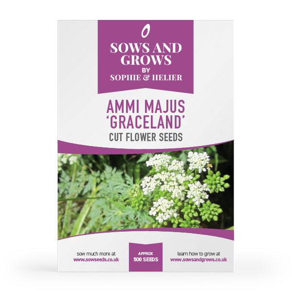 Ammi Majus Graceland Cut Flower Seeds