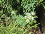 Ammi Majus Graceland Cut Flower Seeds