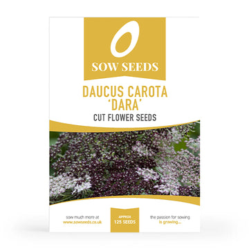 Daucus Carota 'Dara' Cut Flower Seeds