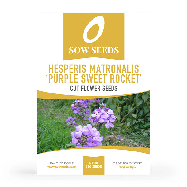 Hesperis Matronalis 'Purple Sweet Rocket' Cut Flower Seeds