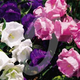 Canterbury Bells 'Calycanthema Mixed' Cut Flower Seeds