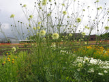 Cephalaria Gigantea (Giant Scabiosa) Cut Flower Seeds