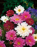 Cosmos Bipinnatus 'Double Click Mixed' Cut Flower Seeds