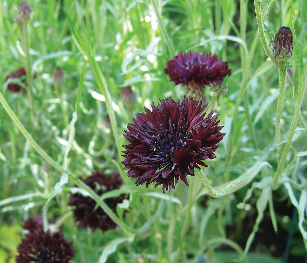 Cornflowers Black Ball Cut Flower Seeds Quality Seeds from Sow Seeds Ltd