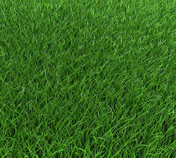 Premium Hard-Wearing Grass Seeds