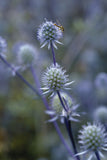 Eryngium 'Blue Glitter' Cut Flower Seeds