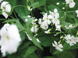 Gypsophila Elegans Covent Garden White Cut Flower Seeds