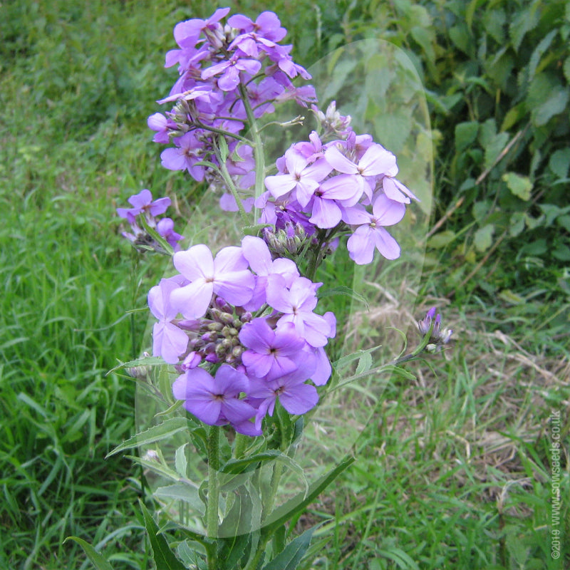 Hesperis Matronalis Purple Sweet Rocket Cut Flower Seeds Quality hesperis-matronalis-purple-sweet-rocket-cut-flower-seeds-quality